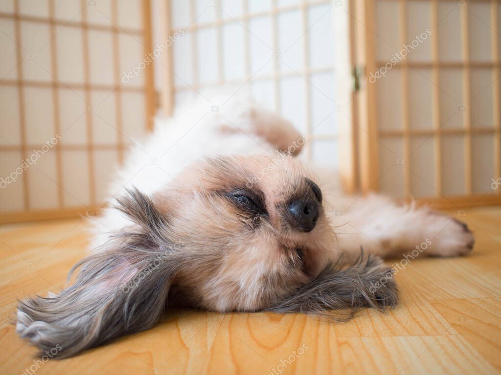 Lazy dog. Funny Shih tzu dog sleeping and relaxing on wood floor at home. Pet lifestyle and health concept.