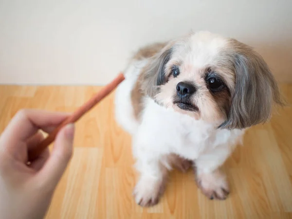 Köpek eğitimi ödülü. Şirin Shih tzu köpeği ahşap zeminde oturup yiyecek ya da abur cubur için bekliyor..