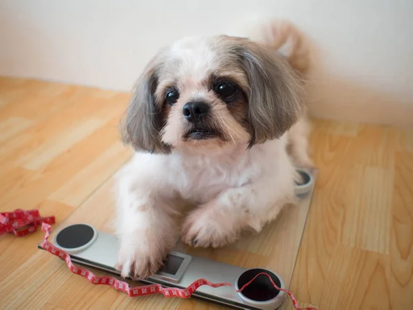 Şişko Shih tzu köpeği evde kırmızı bant ile ağırlık terazisinde oturuyor. Hayvan sağlığı, hayvan obezite sorunu ve diyet kontrolü kavramı.