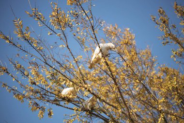 Avustralya korellası, arka planda mavi gökyüzü olan bir sonbahar ağacında