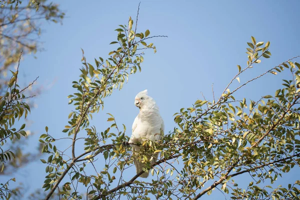 Австралийская Корелла Дереве Голубым Небом Заднем Плане — стоковое фото
