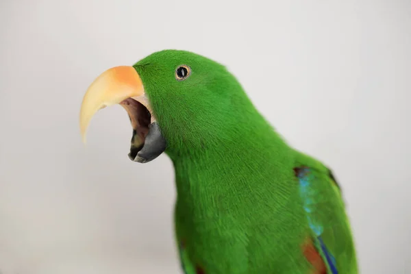 Macho Verde Ecletus Loro Bostezo — Foto de Stock