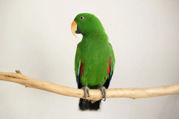 Mężczyzna Zielony Ecletus Papuga Siedzi Gałęzi — Zdjęcie stockowe