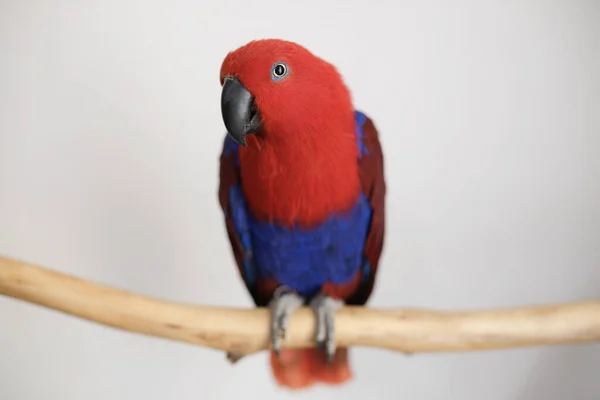 Żeński Czerwony Niebieski Eclectus Papuga Siedzi Gałęzi — Zdjęcie stockowe