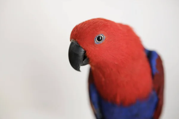 Kobieta Czerwony Niebieski Eclectus Papuga Patrząc Aparat — Zdjęcie stockowe