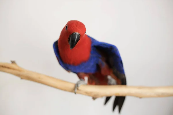Żeńska Papuga Eclectus Czerwono Niebieska Siedząca Gałęzi Rozciągająca Skrzydła — Zdjęcie stockowe