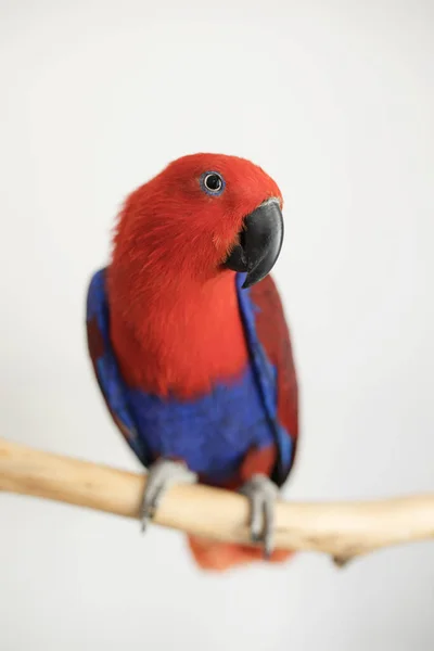 female red and blue eclectus parrot sitting on a branch