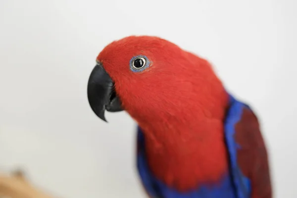 Loro Eclectus Rojo Azul Femenino Mirando Cámara — Foto de Stock