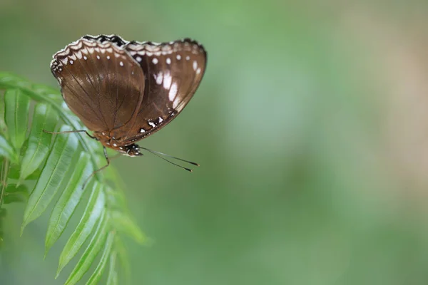 Borboleta Marrom Com Asas Fechadas Sentadas Uma Pele Verde — Fotografia de Stock