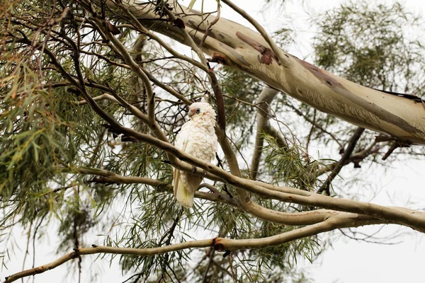 Австралийская Корелла Эвкалиптовой Резинке Дождливый День — стоковое фото