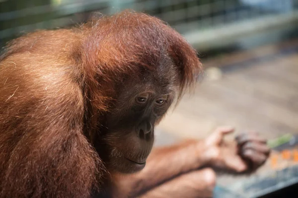 Orangutan hayvanat bahçesinin içinde.