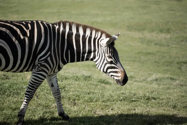 Zebra yaban hayatı rezervinde yürüyor
