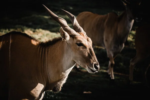 Eland Antilobu 'nun (Taurotragus Afrika antilobu) başı ve arkasında diğer antiloplar vardır.