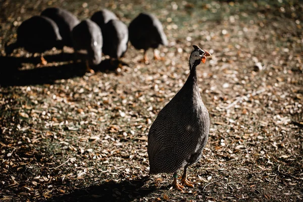 African Helmeted Guinea Fowl Bird Numida Meleagris Foreground Stretched Protecting — Stock Photo, Image