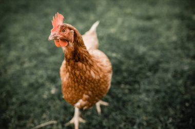 Isa kahverengi tavuk çimlerin üzerinde duruyor