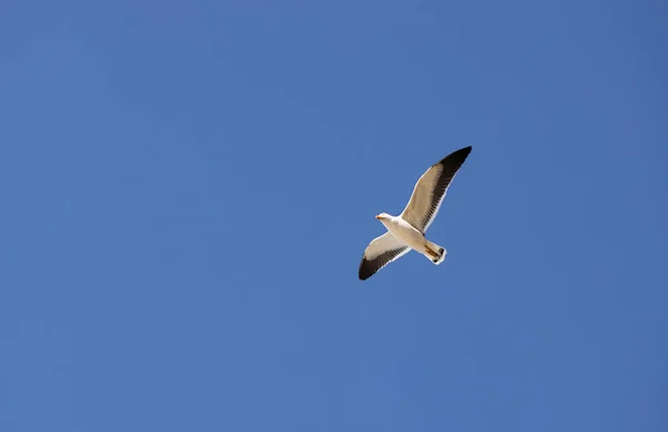 Австралийская Тихоокеанская Чайка Летит Голубом Небе — стоковое фото