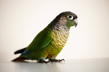 Mavi bacaklı esaret Yeşil Yanak Conure (Pyrrhura molinae)