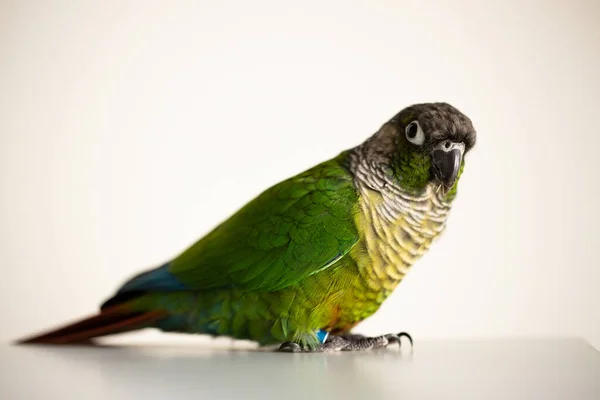 Conure Mejilla Verde Cautivo Con Anillo Pierna Azul Pyrrhura Molinae — Foto de Stock