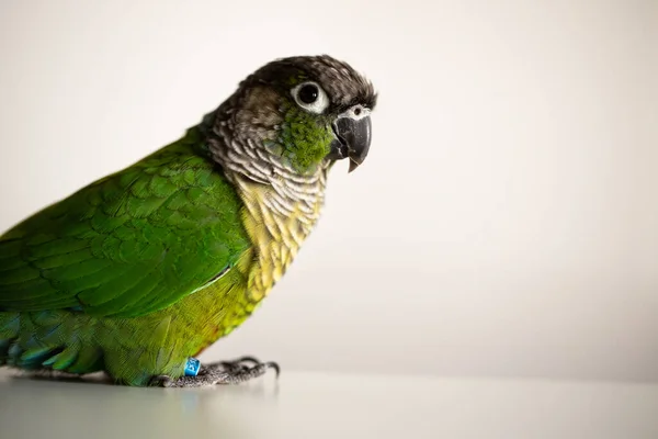 Cativeiro Green Cheek Conure Com Anel Perna Azul Pyrrhura Molinae — Fotografia de Stock