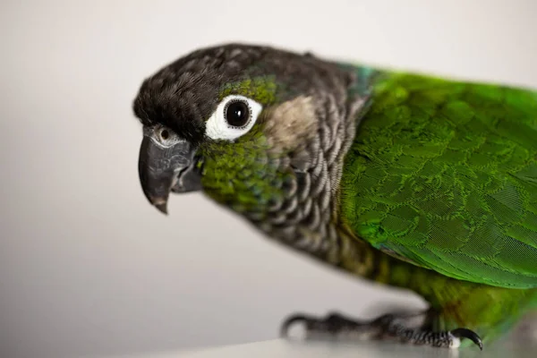 Conure Mejilla Verde Cautivo Con Anillo Pierna Azul Pyrrhura Molinae — Foto de Stock