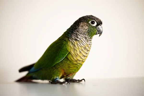 Conure Mejilla Verde Cautivo Con Anillo Pierna Azul Pyrrhura Molinae — Foto de Stock