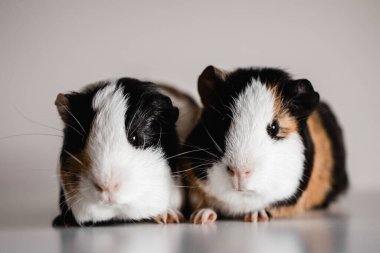 Üç renkli bronz tenli, beyaz ve beyaz Amerikan ırkı kobay fareleri yan yana oturuyor. Sığ bir alan derinliği seçici bir mercekle çekilmiş.
