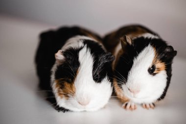 Üç renkli bronz tenli, beyaz ve beyaz Amerikan ırkı kobay fareleri yan yana oturuyor. Sığ bir alan derinliği seçici bir mercekle çekilmiş.