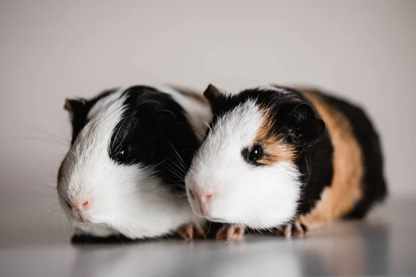 Two Tri Colored Tan Blank White American Breed Guinea Pigs — Stock Photo, Image