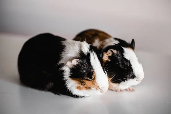 两只三色棕褐色 空白和白色的美国品种豚鼠相邻而坐 浅浅的深场选择性聚焦用宏观透镜拍摄 — 图库照片
