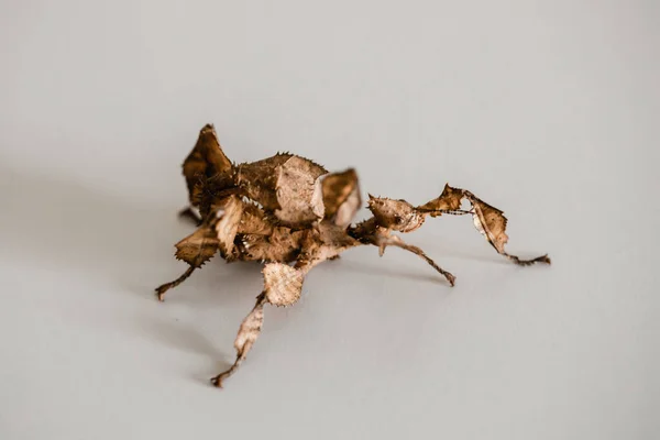 Insecto Juvenil Hoja Espinosa Australiano Extatosoma Tiaratum — Foto de Stock