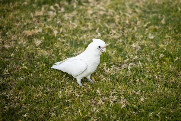 Ausztrál Rövid Számlájú Kis Corella Cacatua Sanguinea Papagáj Áll Füvön — Stock Fotó