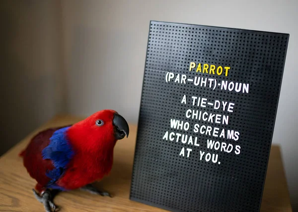 Egy Nőstény Eklektusz Papagáj Áll Egy Levéltábla Mellett Vicces Leírással Jogdíjmentes Stock Képek