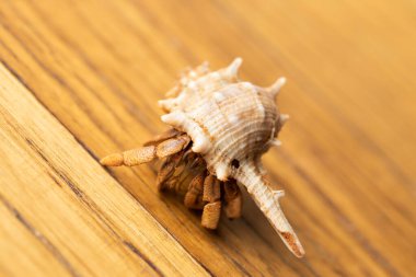 Avustralya Land Hermit Yengeci (Coenobita değişkenleri) tahta bir yüzey üzerinde yürüyor