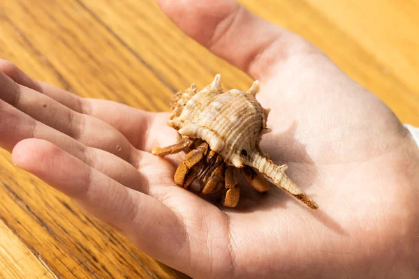 Bir çocuğun elinde tutulan evcil Avustralya Land Hermit Crab (Coenobita varyeteleri)