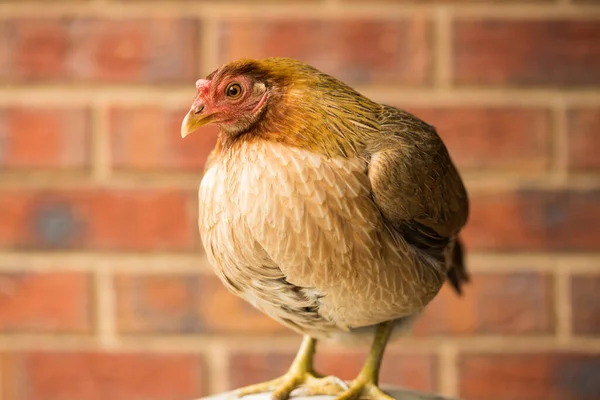 An Australian Game chicken breed
