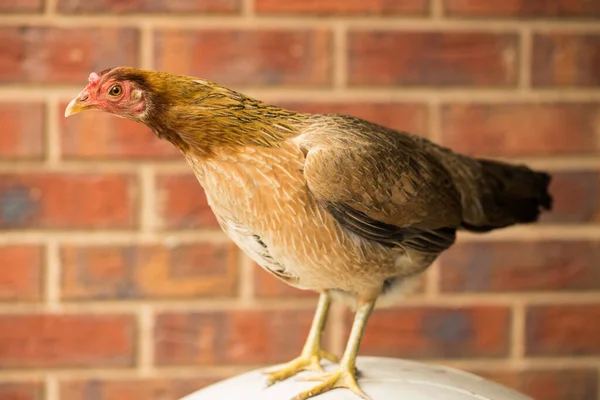 An Australian Game chicken breed