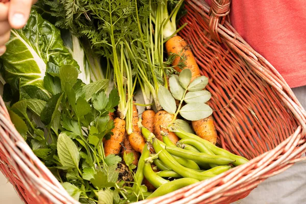 Cesta Roja Con Verduras Frescas Recogidas Ella —  Fotos de Stock