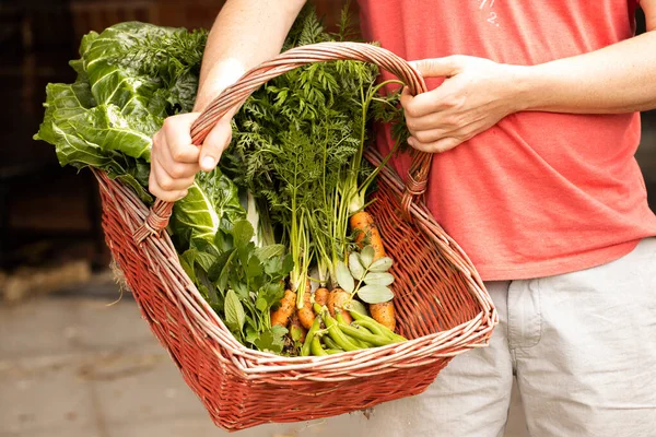 Hombre Sosteniendo Una Cesta Roja Con Verduras Frescas Recogidas Ella —  Fotos de Stock