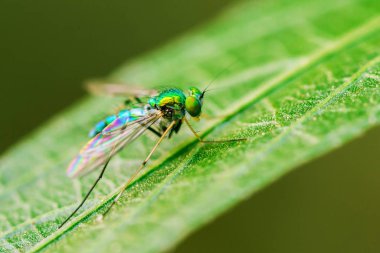 böcekler üzerinde yaprak yeşil arka planda