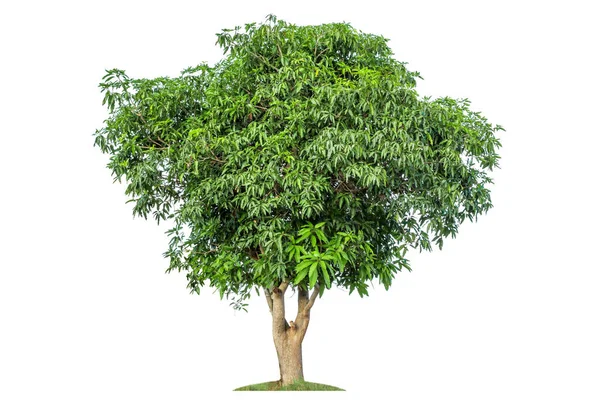 Albero Mango Isolato Sfondo Bianco — Foto Stock