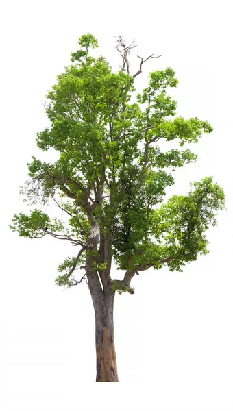 Árbol Aislado Sobre Fondo Blanco — Foto de Stock