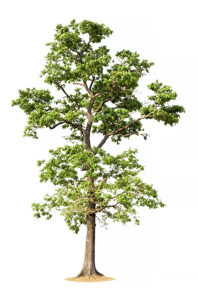 Drzewo Izolowane Białym Tle — Zdjęcie stockowe