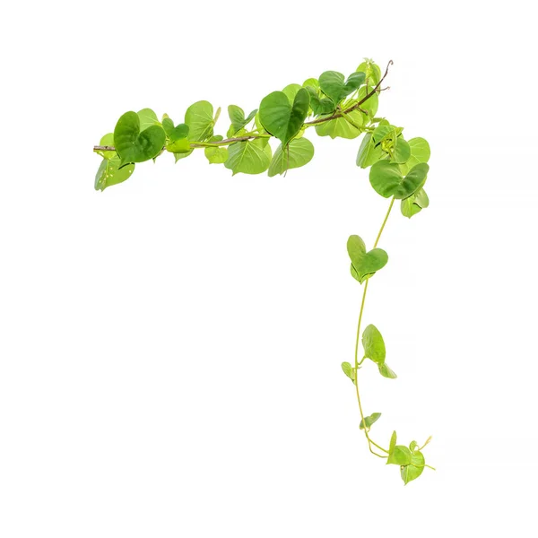 Vine Branch Vine Leaves White Background — Stock Photo, Image