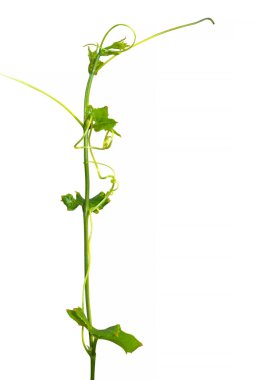 Asma dalı, asma beyaz zemin üzerine bırakır.