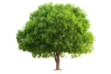 Beyaz arkaplanda izole edilmiş mango ağacı