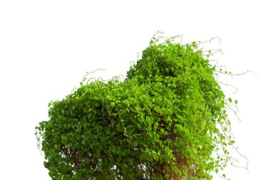 Asma dalı, asma beyaz zemin üzerine bırakır.