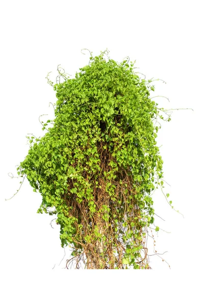 Виноградная Ветвь Виноградные Листья Белом Фоне — стоковое фото