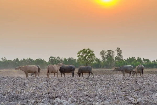 Búfalo Asiático Campo Tailandia — Foto de Stock
