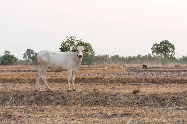 Vaca Asiática Campo Tailandia — Foto de Stock