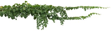 Plant tropical foliage vine, Ivy green hang isolated on white background, clipping path clipart